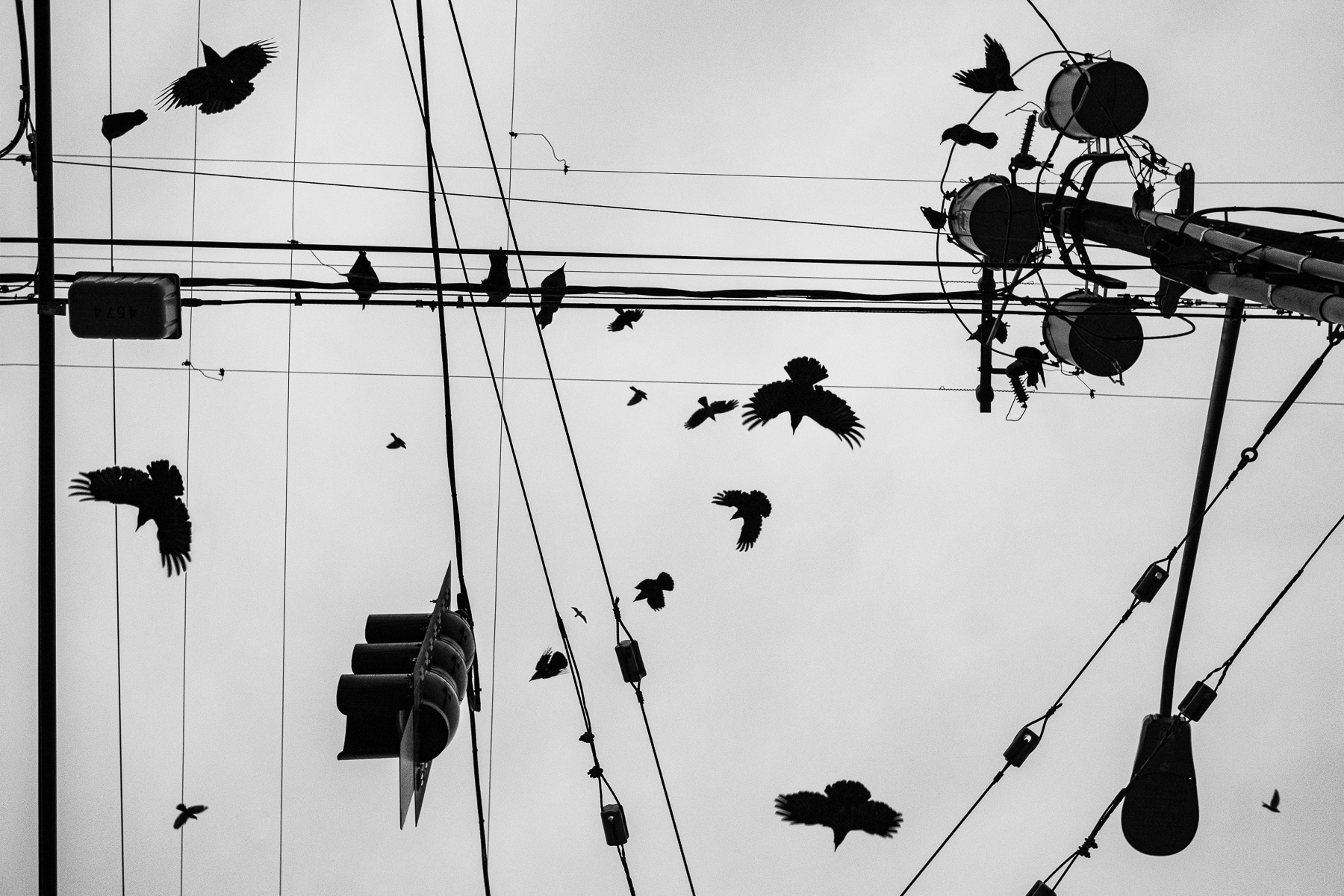 Monochrome photo of power line and bird silhouettes