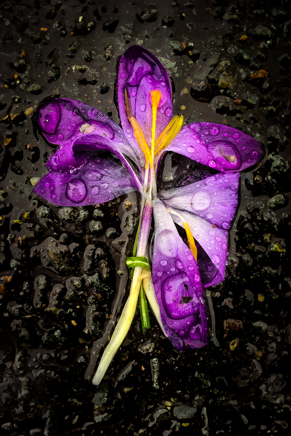 Broken Blossom