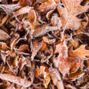 Late Autumn Frost