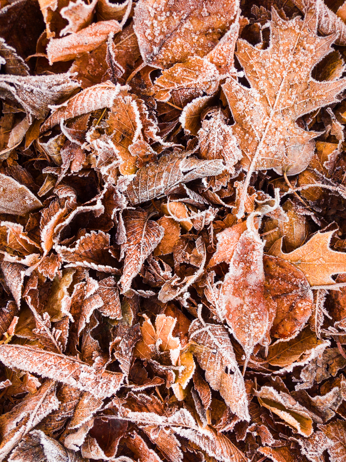 Late Autumn Frost