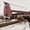 Photo of a Massachusetts dairy farm in a snow storm