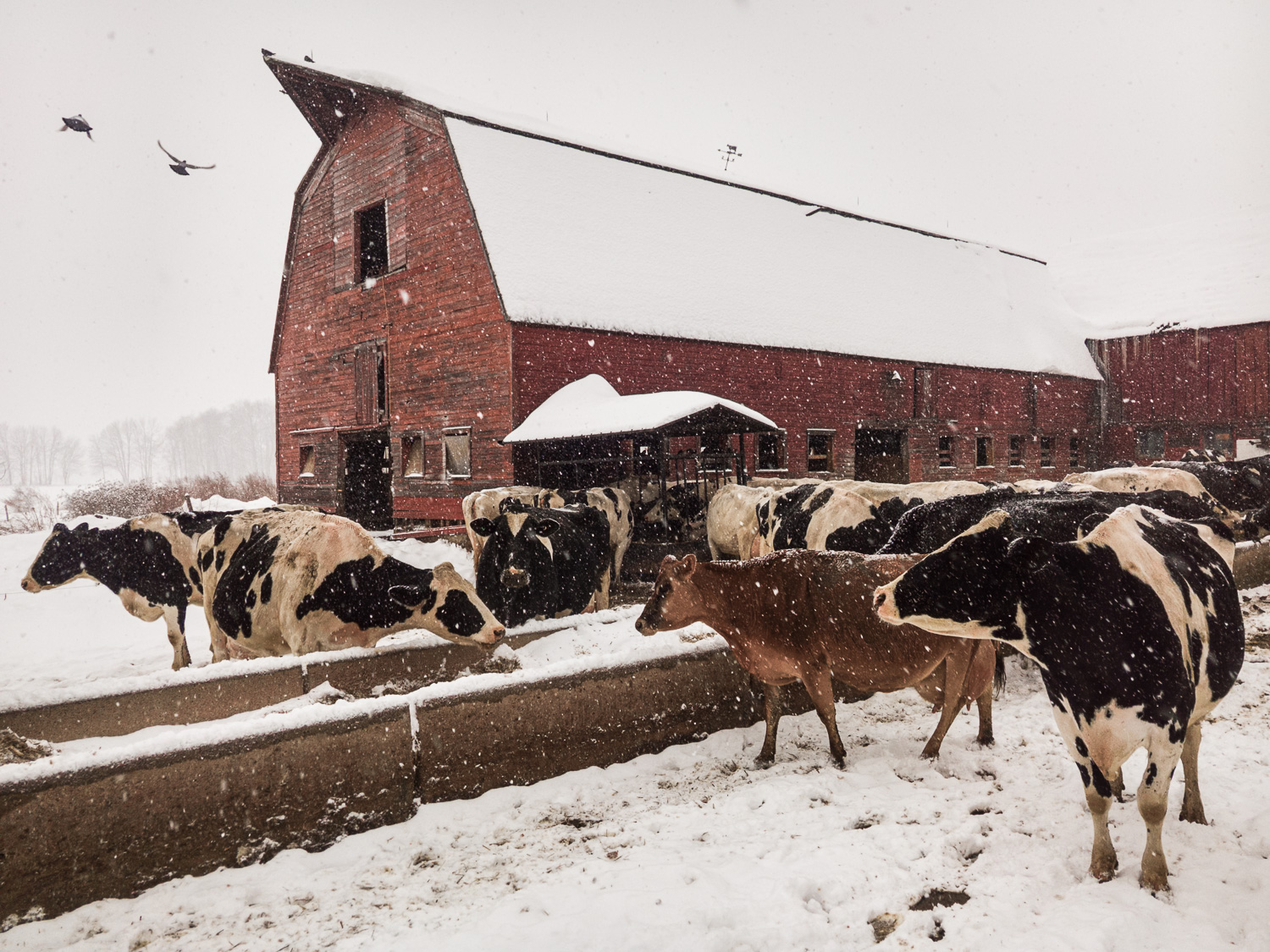 Photo of a Massachusetts dairy farm in a snow storm